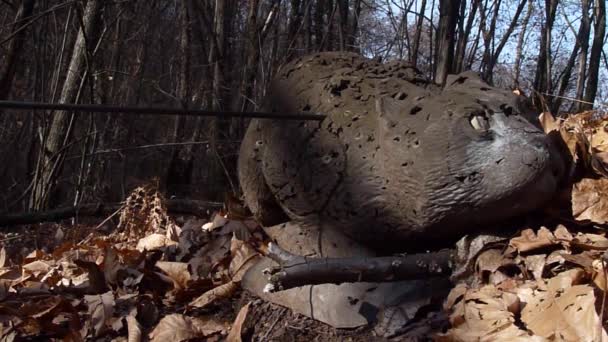 Man with a longbow in the woods — Stock Video