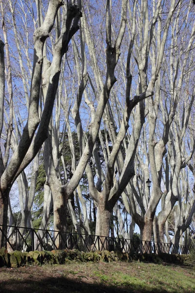 Çınar ağaçları lahanası — Stok fotoğraf