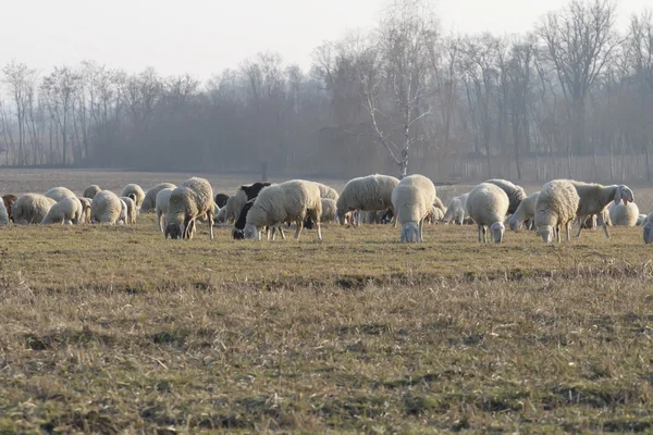 Sheep and goats — Stock Photo, Image