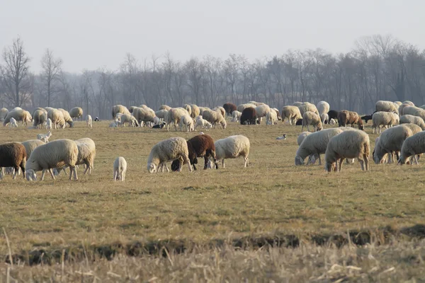Ovce a kozy — Stock fotografie