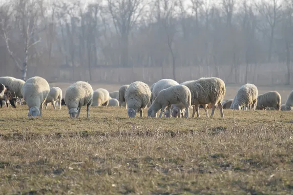 Schapen en geiten — Stockfoto