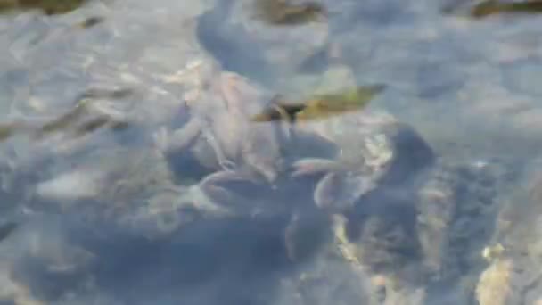 水中のヒキガエル — ストック動画