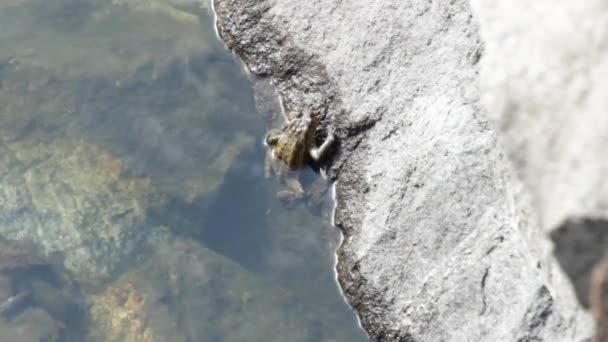 Sapo bajo el agua — Vídeos de Stock