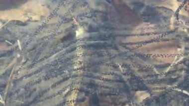 kurbağa yumurtaları