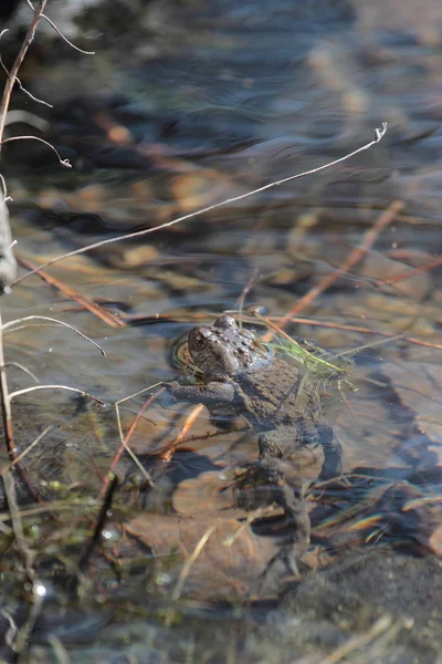 Toad in het water — Stockfoto