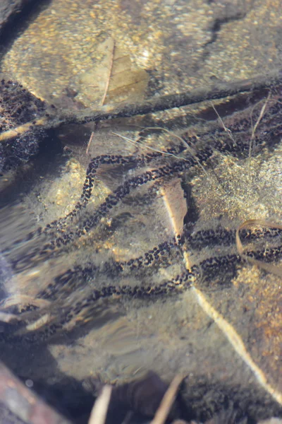 Toad eggs — Stock Photo, Image