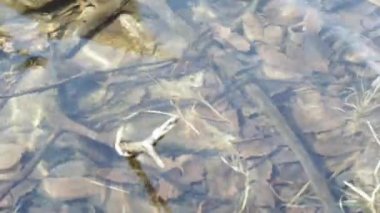 kurbağa yumurtaları