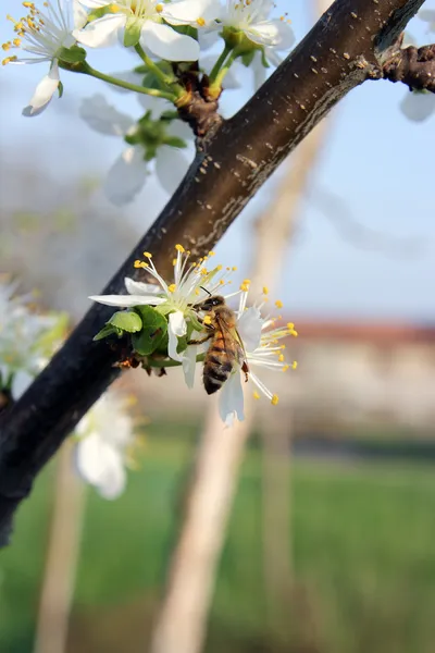 Méh és a szilvafa virágok — Stock Fotó