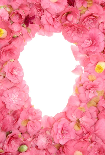 Camellia frame — Stock Photo, Image