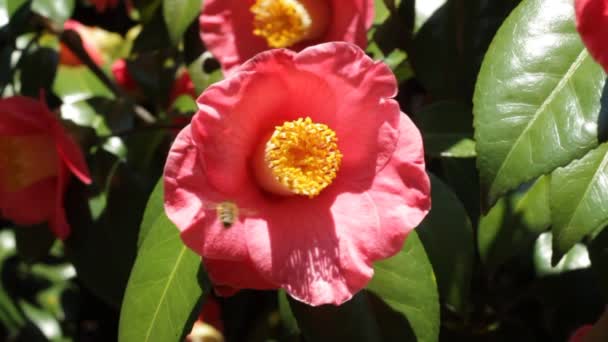 Bee works on camellia flower in slow motion — Stock Video