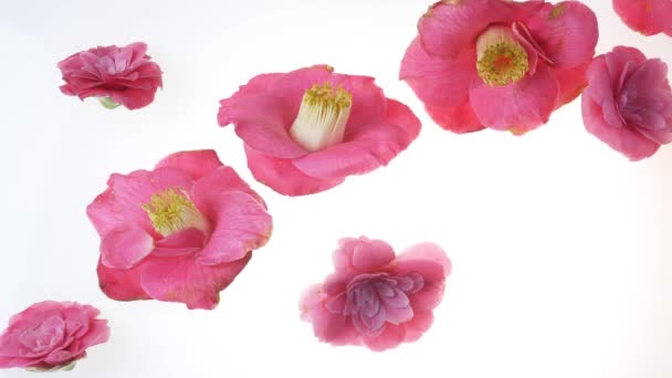 camélia fleurs tombant sur blanc 