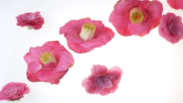 Fiori di camelia che cadono sul bianco — Video Stock