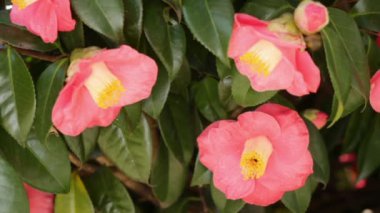 Arı kamelya çiçeği üzerinde çalışıyor