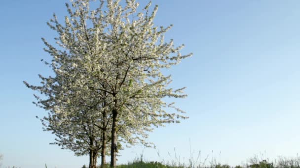 Wiśniowe drzewo w kwiecie — Wideo stockowe