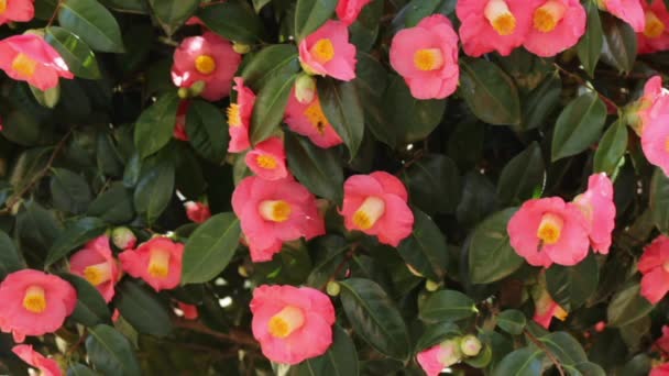 Bee works on camellia flower — Stock Video