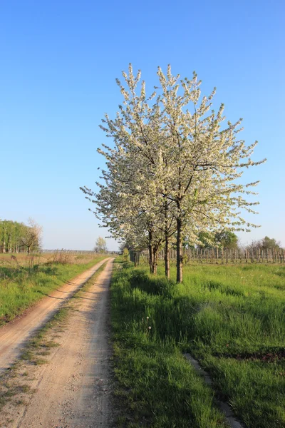 Alberi di ciliegio — Foto Stock