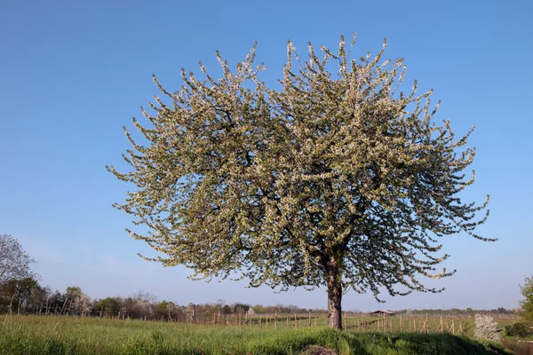 Albero di ciliegio — Foto Stock