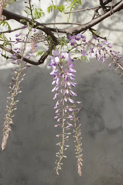 Floração da wisteria — Fotografia de Stock
