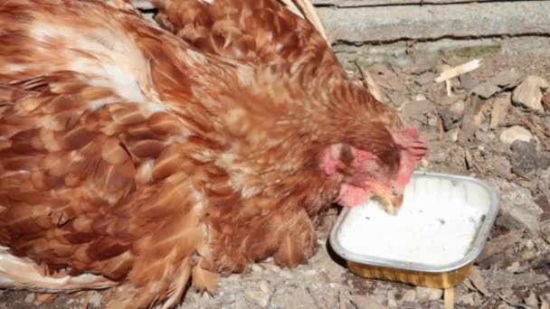 Σίτιση μια chiken — Αρχείο Βίντεο