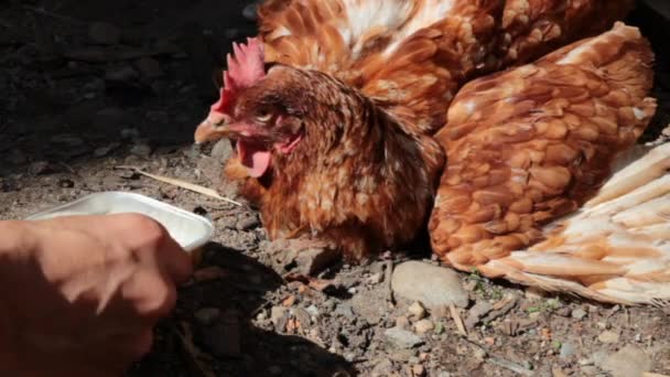 Voeden van een kip — Stockvideo
