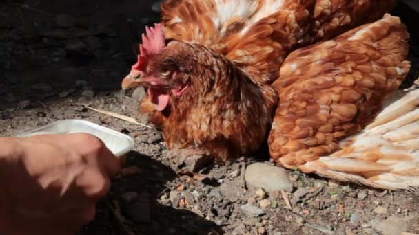 Alimentando um chiken — Vídeo de Stock