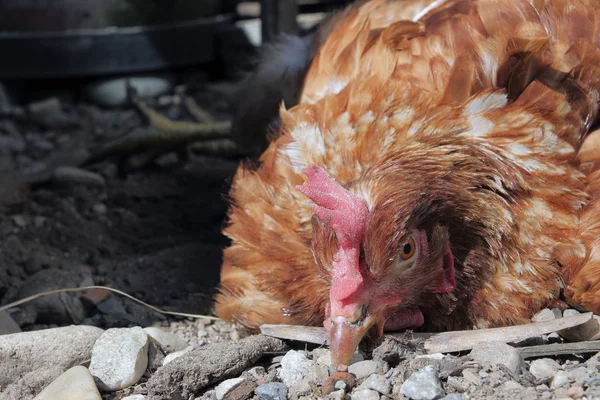 Poultry disease — Stock Photo, Image