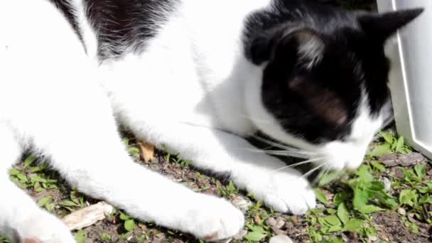 Kočka jíst nepeta cataria listy — Stock video
