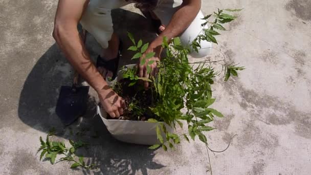 Jardinagem homem — Vídeo de Stock