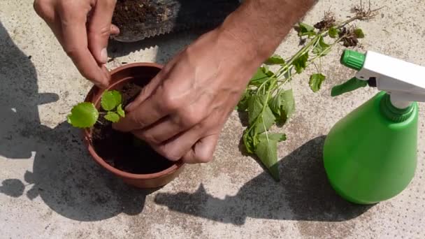 Людина садівництво — стокове відео