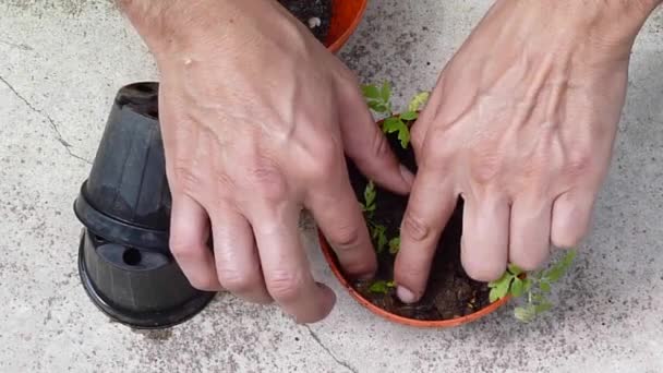 Man gardening — Stok video
