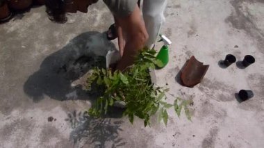 Man gardening