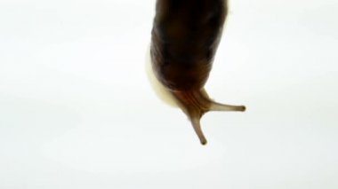 Salyangoz