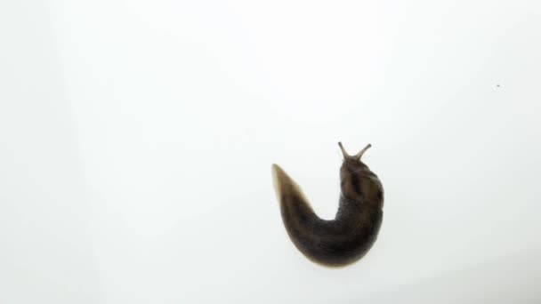 Escargot