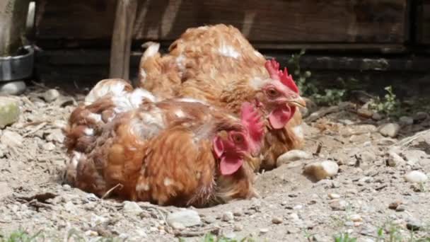 Chickens clean feather — Stock Video