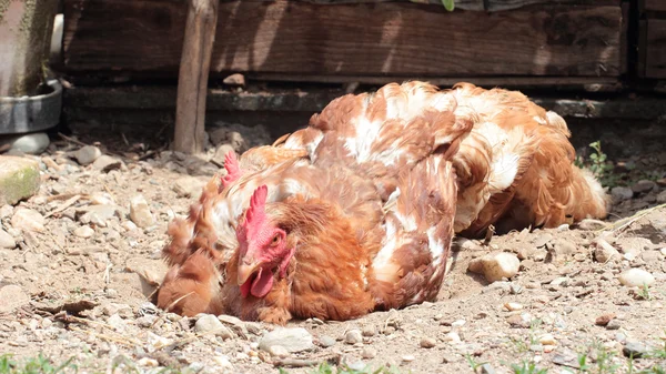 Dust bathing chicken — Stock Photo, Image