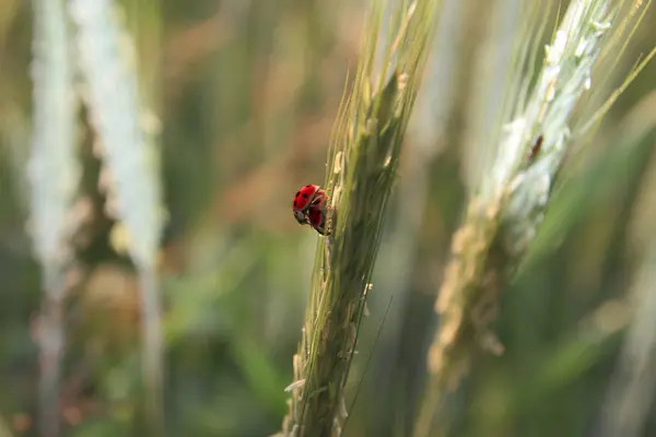 Coccinelle accoppiamento — Foto Stock