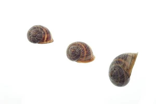 Caracol shell coleção — Fotografia de Stock