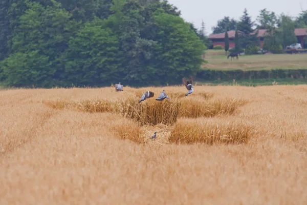 Pigeons in wheat crop — Stock Photo, Image