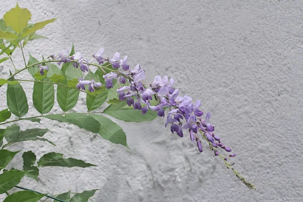 Flores de glicina — Foto de Stock