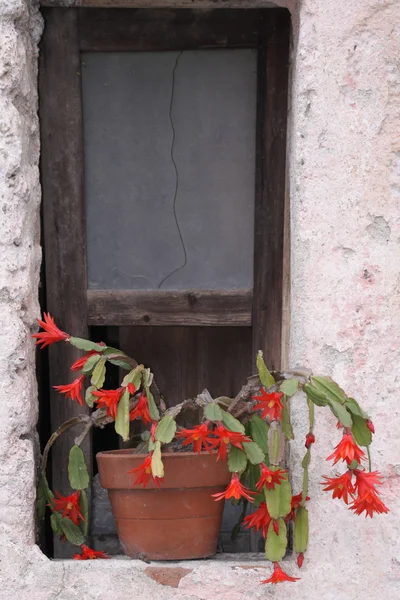 Exotiska saftiga växter med röd blomma — Stockfoto