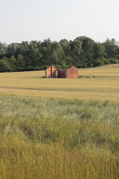 Ruin in wheat crop — Stock Photo, Image