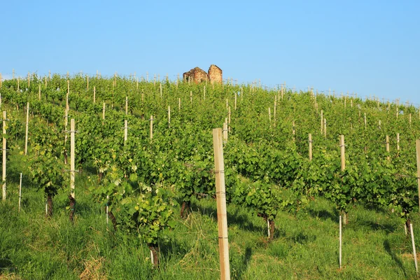 Vineyard and ruin — Stock Photo, Image