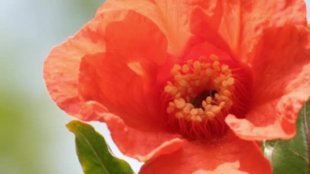 Bee works on Pomegranate flower — Stock Video