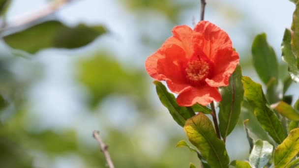 Biene arbeitet an Granatapfelblüte — Stockvideo