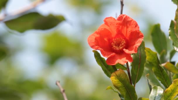 Flor de romã — Vídeo de Stock