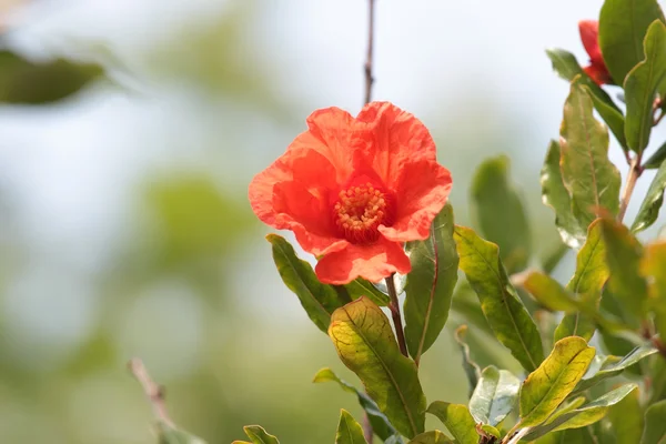 Fiore di melograno — Foto Stock