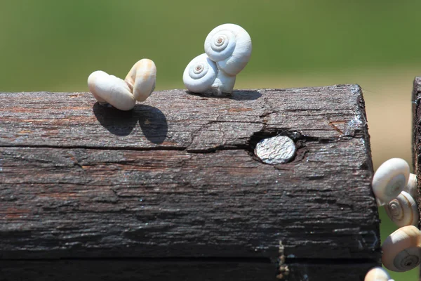달팽이 사랑 — 스톡 사진