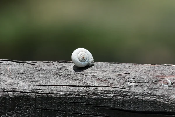 Caracol — Fotografia de Stock