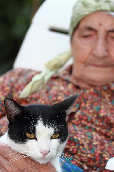 Cabeça de gato perto — Fotografia de Stock