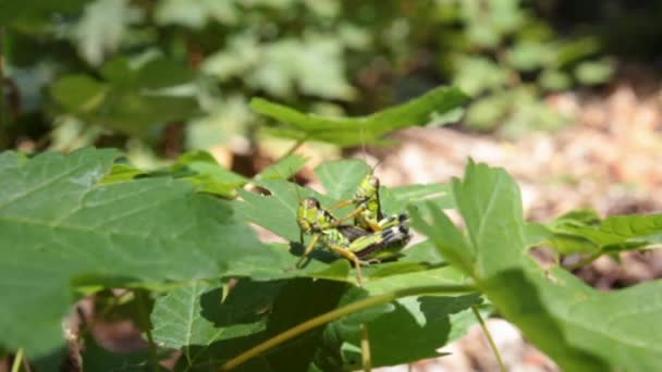 Saltamontes amor podisma (sub) alpina — Vídeos de Stock